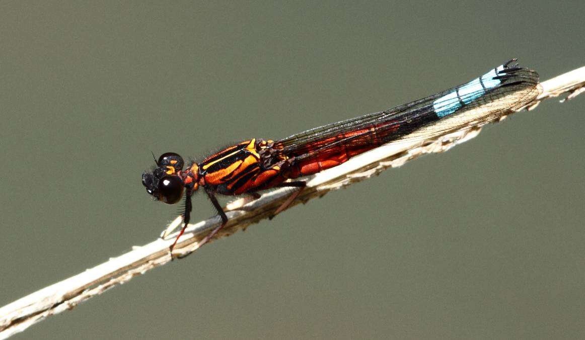 Image of Boulder Jewel