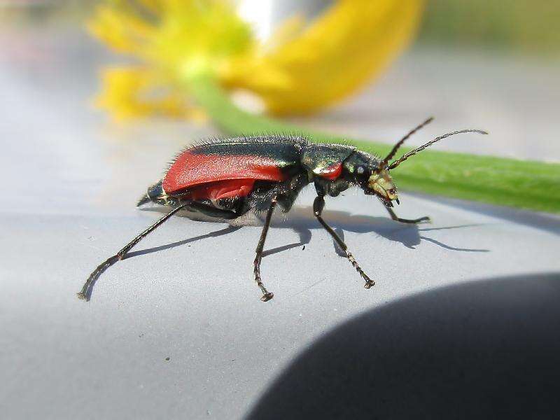 Слика од Malachius aeneus