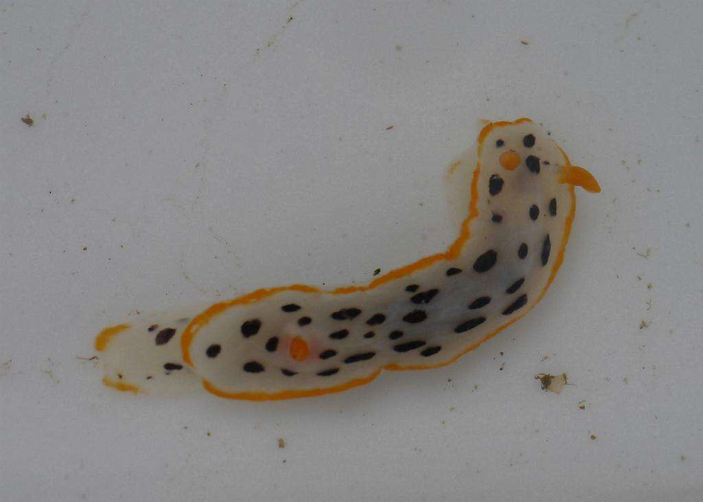 Image de Chromodoris orientalis Rudman 1983