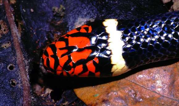 Image of Aquatic Coral Snake