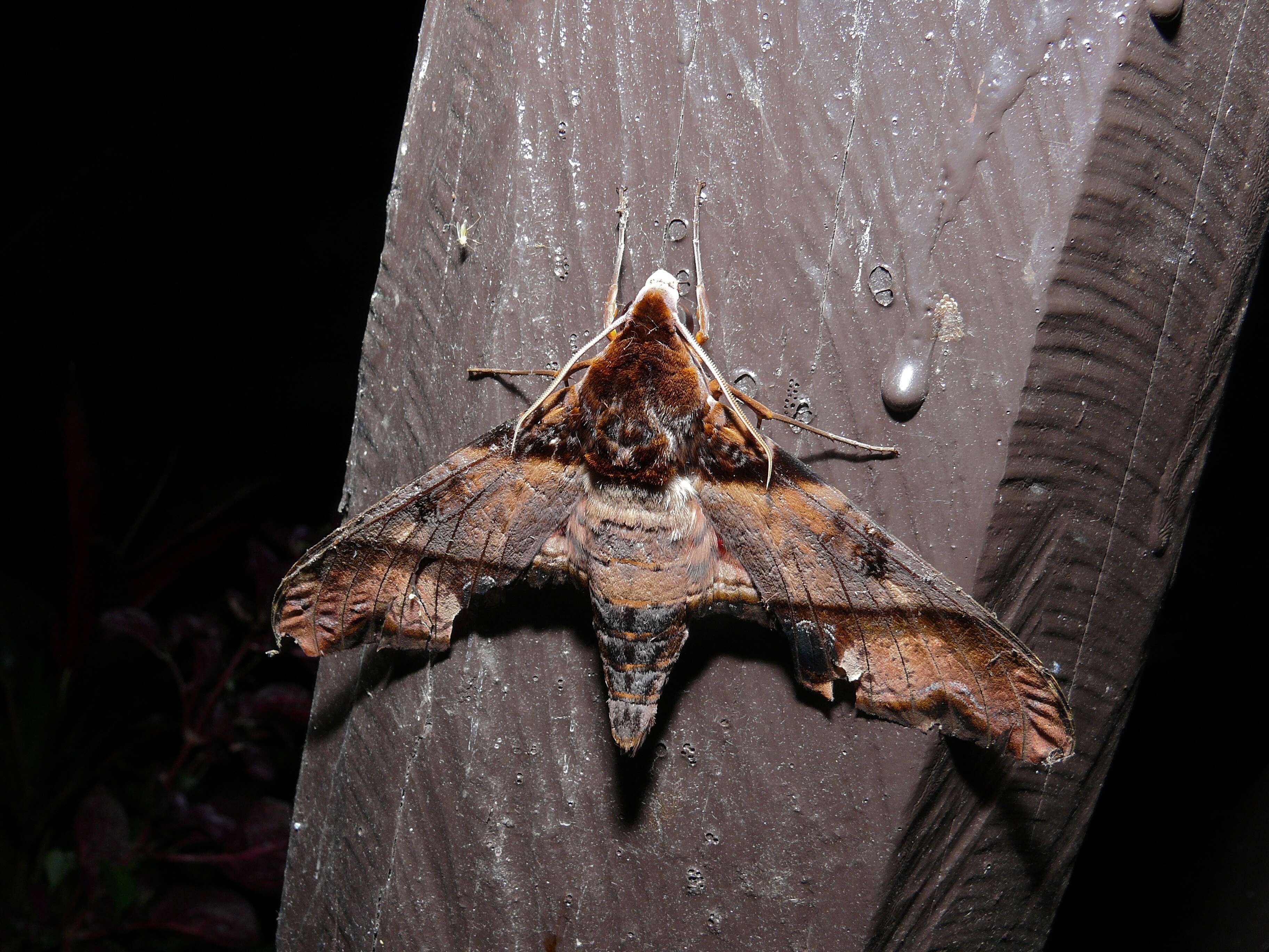 Image of mango hawkmoth