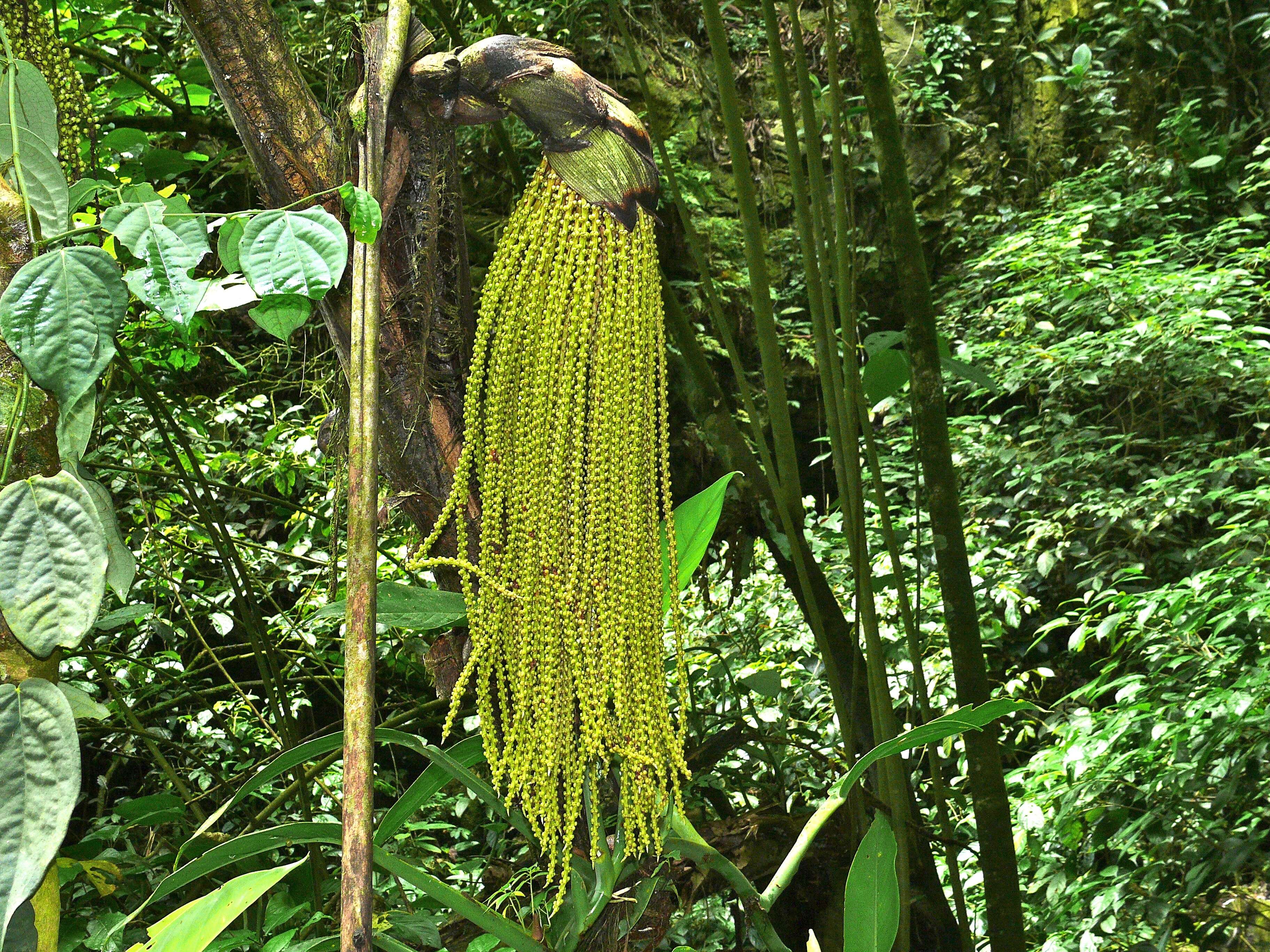 Caryota no Becc. resmi