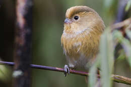 Image of Fulvous Parrotbill