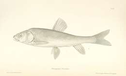 Image of Gymnocypris przewalskii (Kessler 1876)