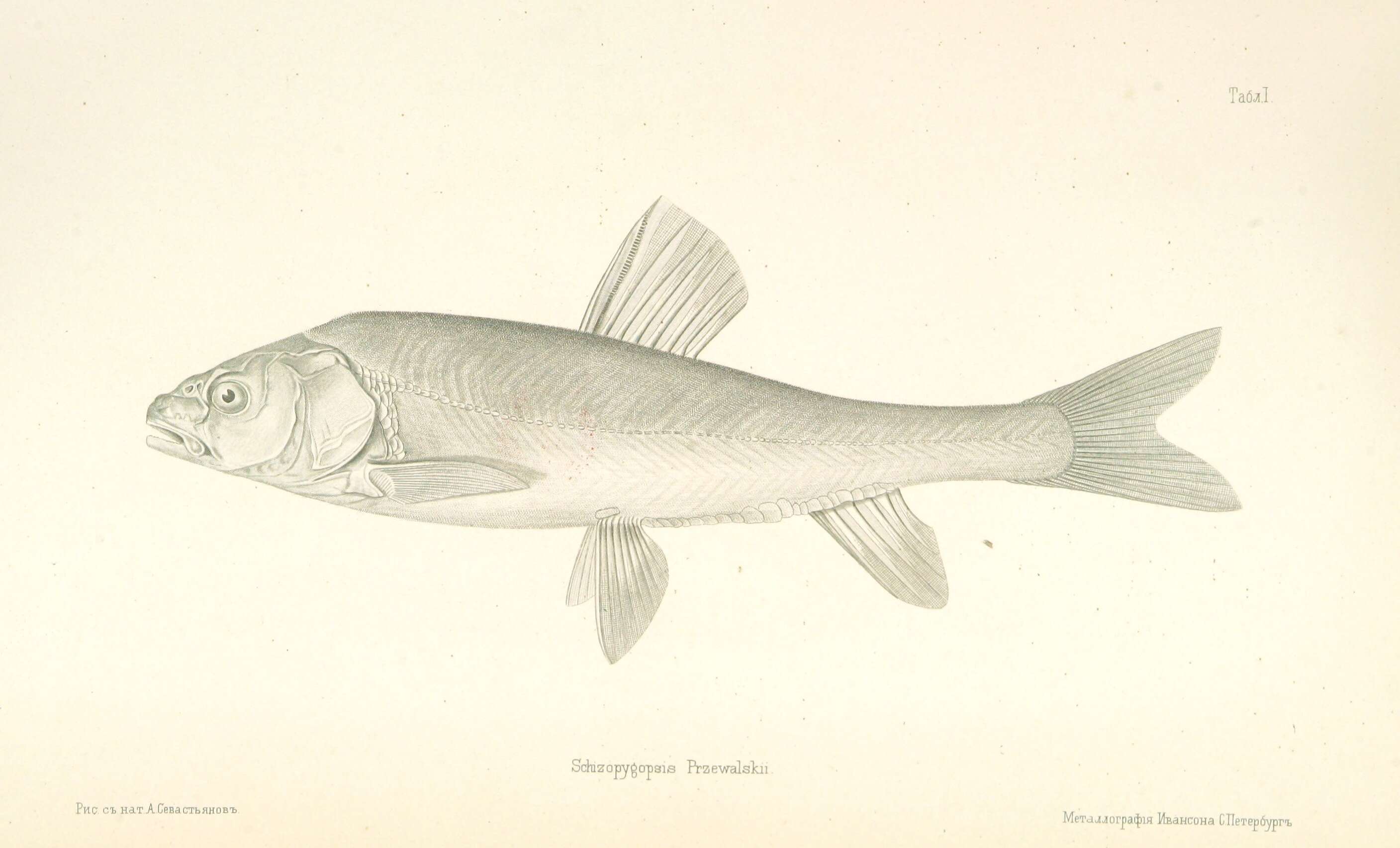 Image of Gymnocypris przewalskii (Kessler 1876)