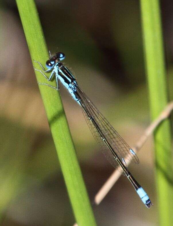 Image of Round-winged Bluet