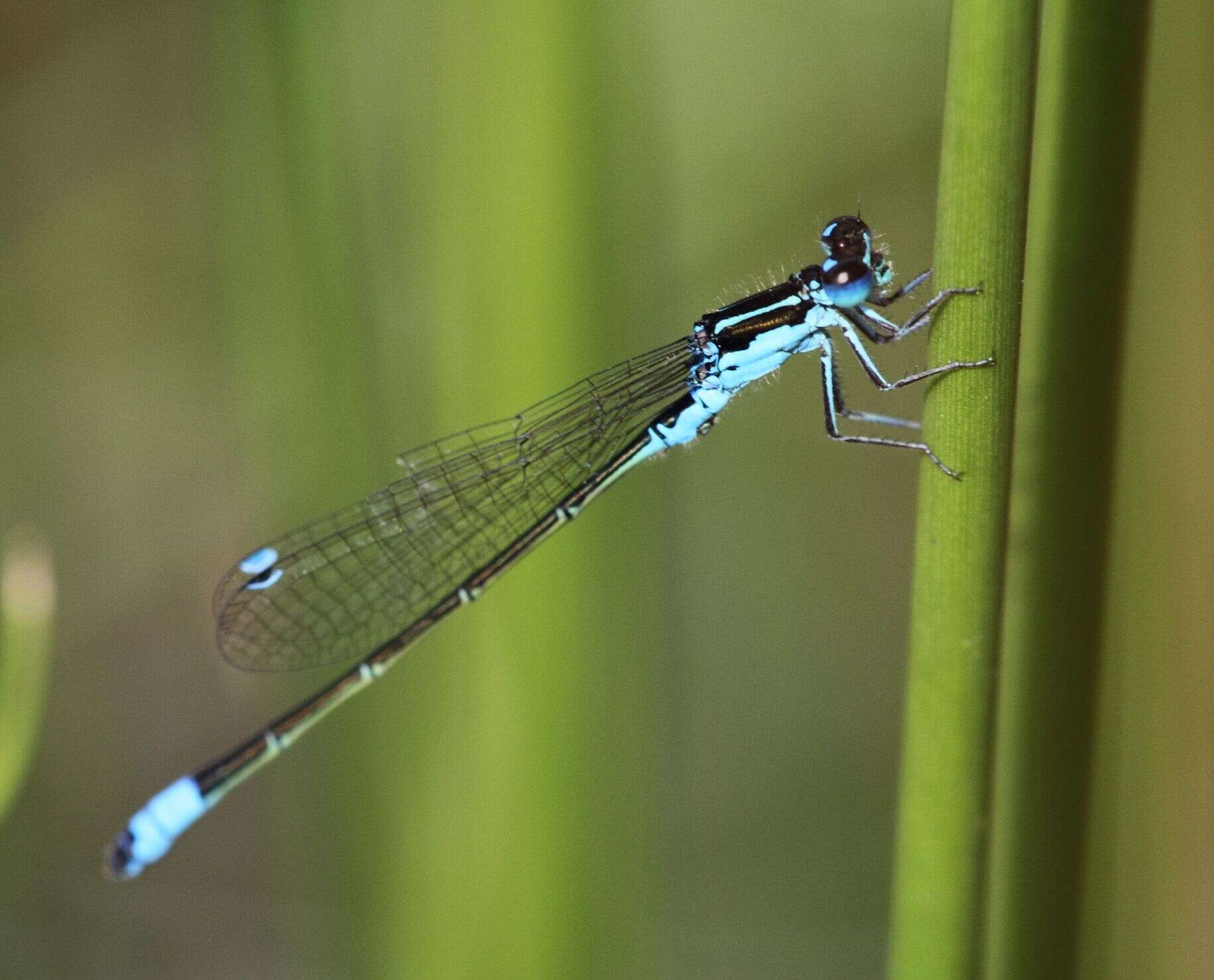 Image of Round-winged Bluet