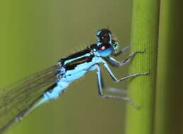 Image of Round-winged Bluet