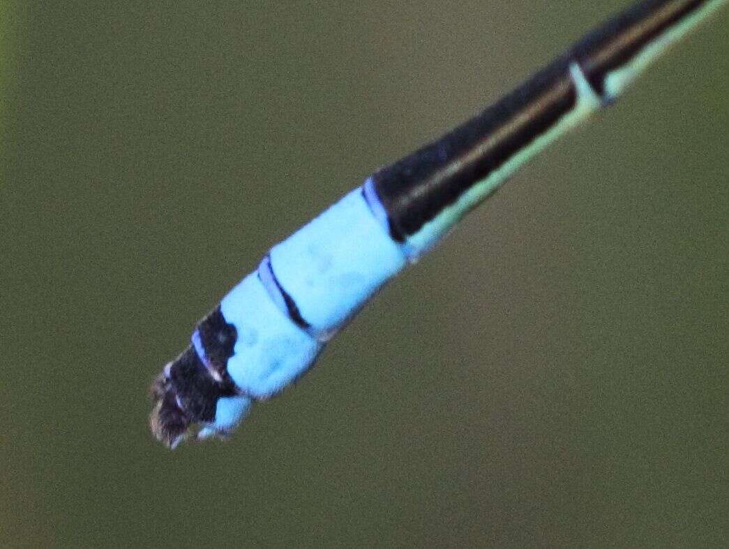 Image of Round-winged Bluet