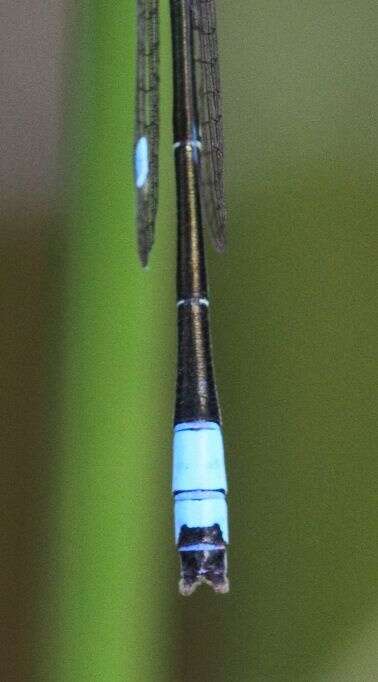 Image of Round-winged Bluet