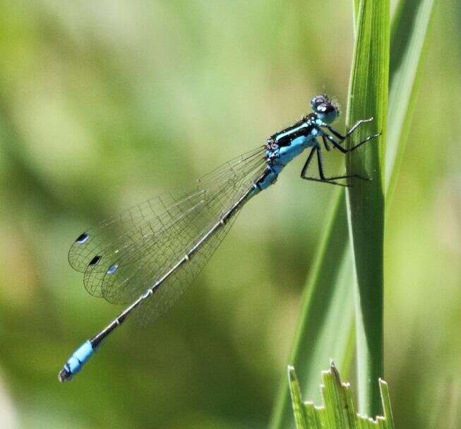 Image of Round-winged Bluet