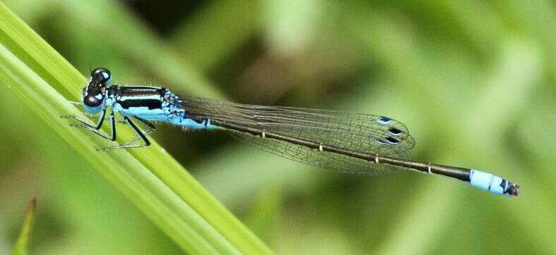 Image of Round-winged Bluet