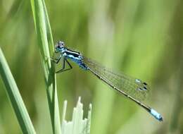 Image of Round-winged Bluet