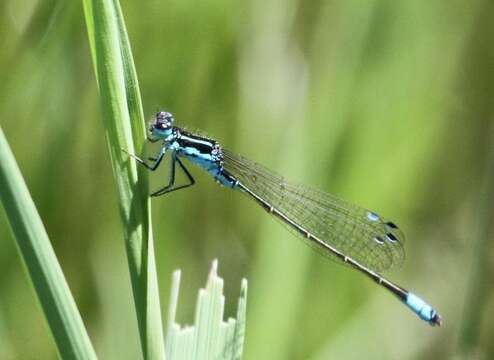 Image of Round-winged Bluet