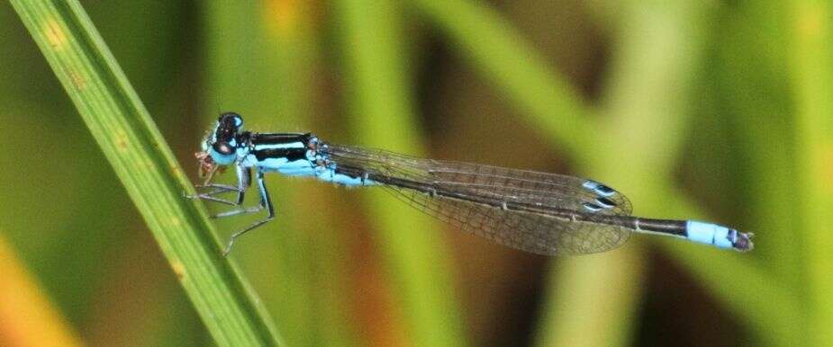 Image of Round-winged Bluet