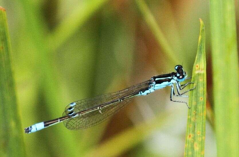 Image of Round-winged Bluet