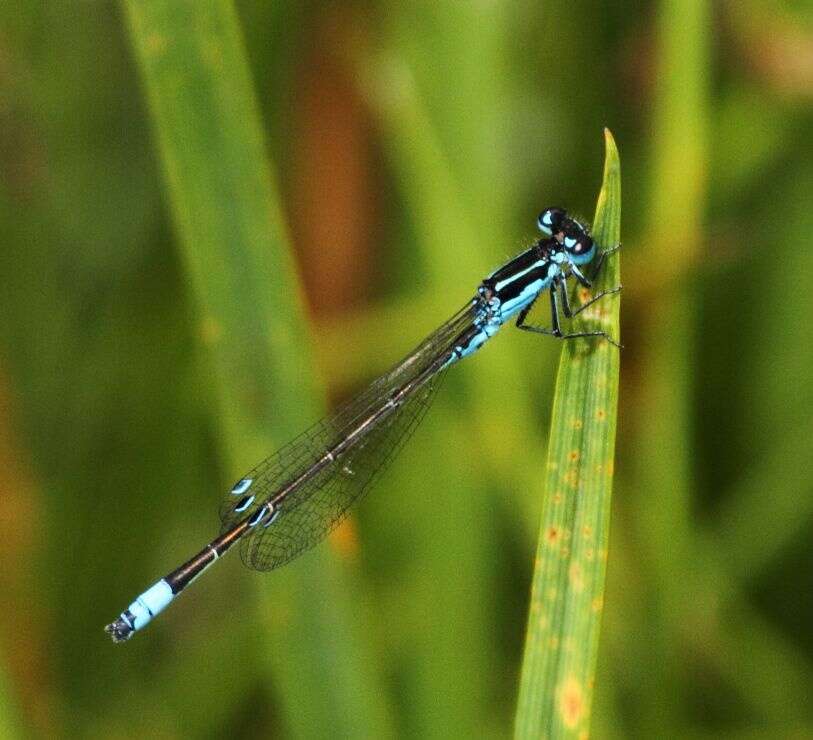 Image of Round-winged Bluet