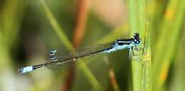 Image of Round-winged Bluet