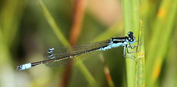 Image of Round-winged Bluet