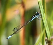 Image of Round-winged Bluet