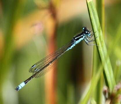 Image of Round-winged Bluet