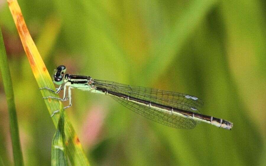 Image of Round-winged Bluet