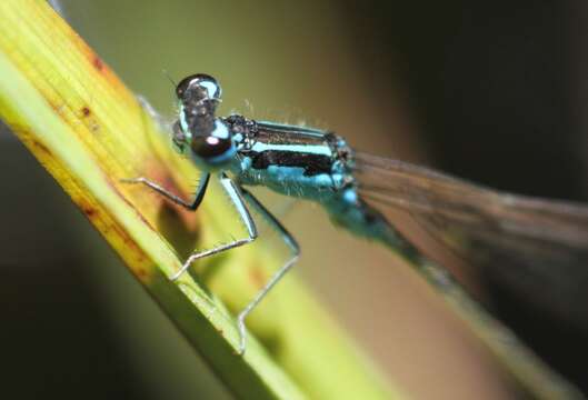 Image of Round-winged Bluet