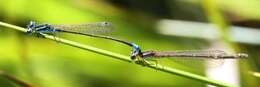 Image of Round-winged Bluet