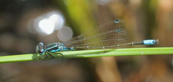 Image of Round-winged Bluet