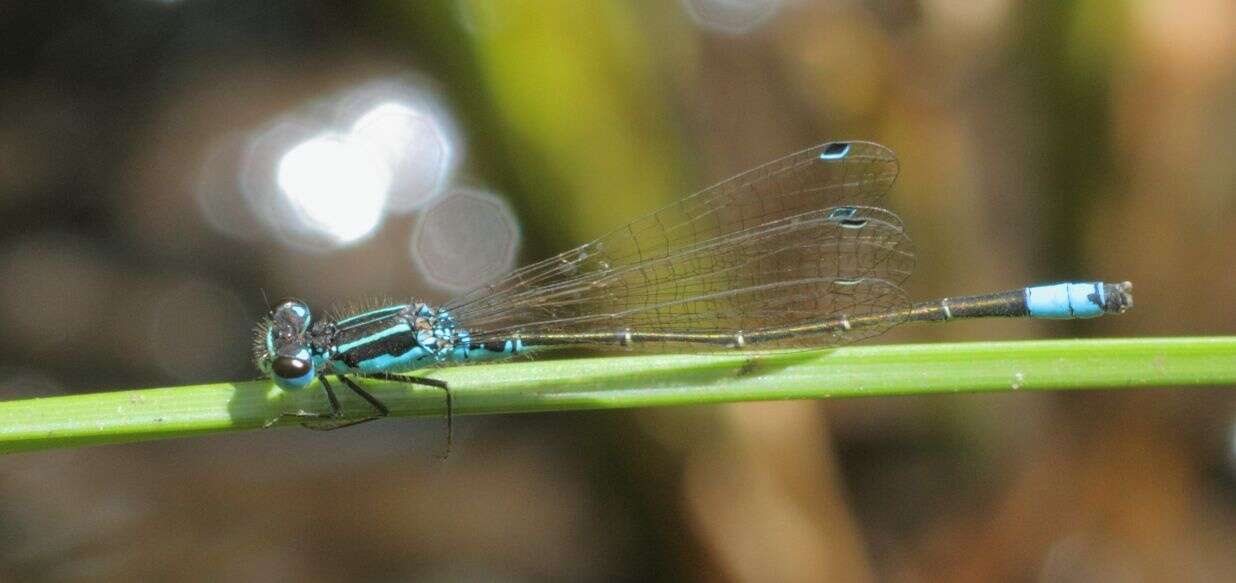 Image of Round-winged Bluet