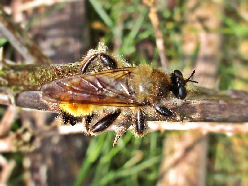 Image of Laphria flava (Linnaeus 1761)