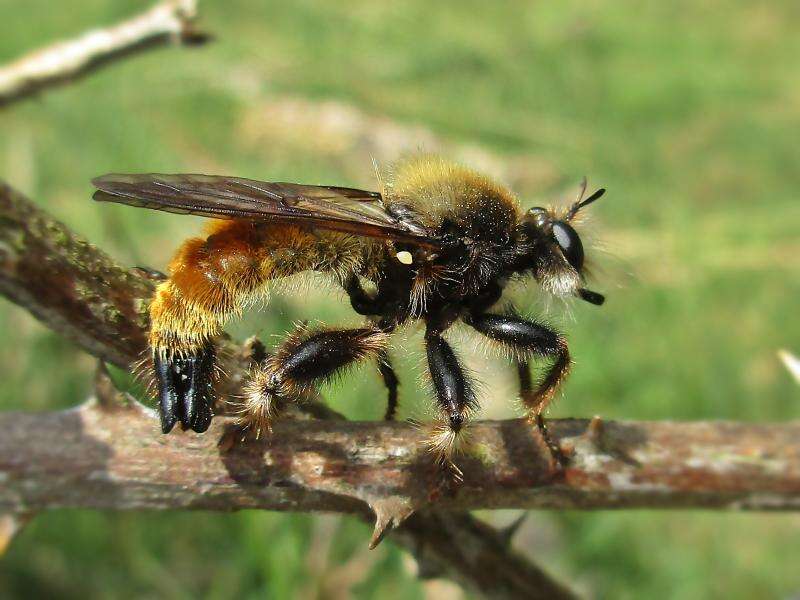 Image of Laphria flava (Linnaeus 1761)