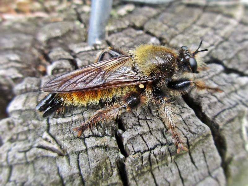 Image of Laphria flava (Linnaeus 1761)