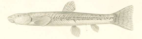Image of Triplophysa dalaica (Kessler 1876)