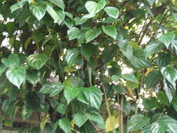 Image of Betel pepper