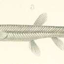Image of Triplophysa intermedia (Kessler 1876)