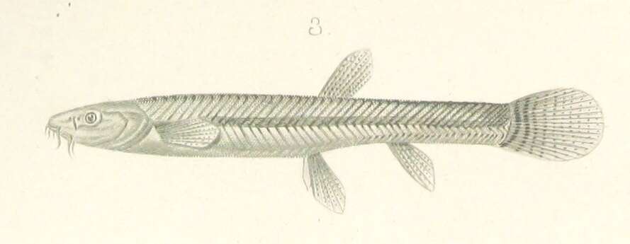 Image of Triplophysa intermedia (Kessler 1876)