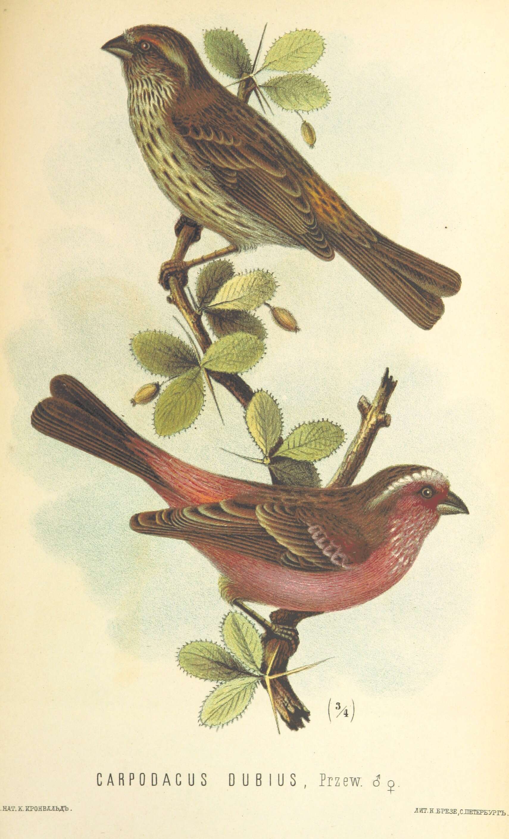 Image of Chinese White-browed Rosefinch