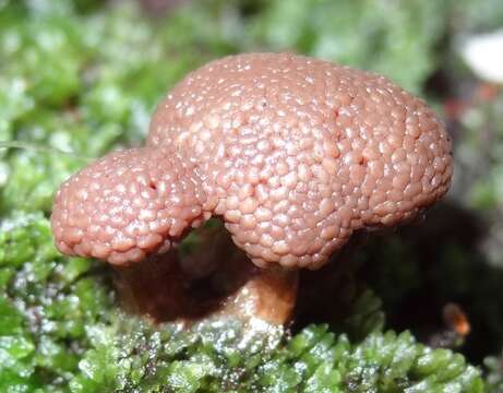 Image of Tubifera microsperma