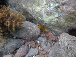 Image of Black Sea urchin