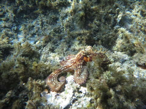 Image of Common octopus