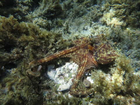 Image of Common octopus