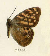 Image of Rhaphicera moorei Butler 1867