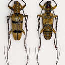 Image of Acalolepta bifasciata (Westwood 1848)