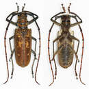 Image of Batocera wyliei Chevrolat 1858