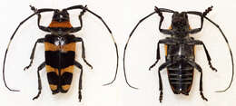 Image of Cereopsius quaestor (Newman 1842)