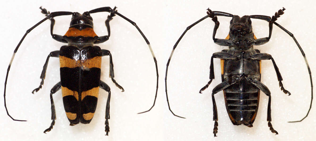 Image of Cereopsius quaestor (Newman 1842)