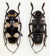 Image of Cereopsius quaestor (Newman 1842)