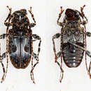 Exalphus biannulatus (Aurivillius 1921)的圖片