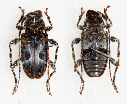 Exalphus biannulatus (Aurivillius 1921)的圖片